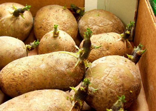 как посадить картофель без перекопки