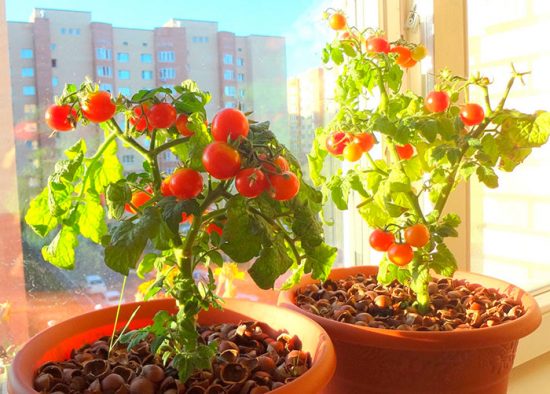 помидоры балконное чудо выращивание дома