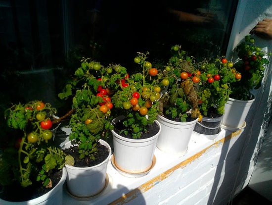 помидоры балконное чудо выращивание дома