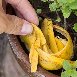 удобрение из банановой кожуры 