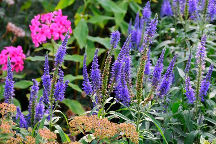 многолетние цветы вероника: посадка и уход в открытом грунте, фото, размножение, сорта, выращивание и сочетание в ландшафтном дизайне