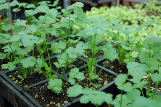 выращивание кориандра из семян