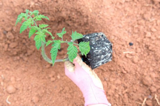 выращивание помидоров по методу и.м маслова