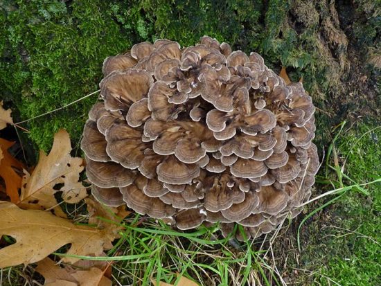редкие грибы