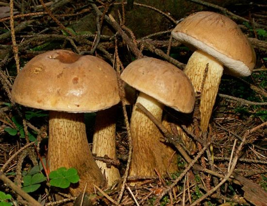 съедобные грибы