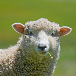 Chov ovcí jako byznys pro začínajícího farmáře doma v rozlehlosti Ruska, podnikatelský záměr, video