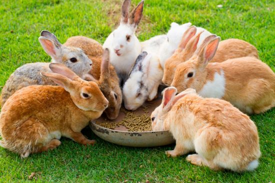 правила ухода за кроликами