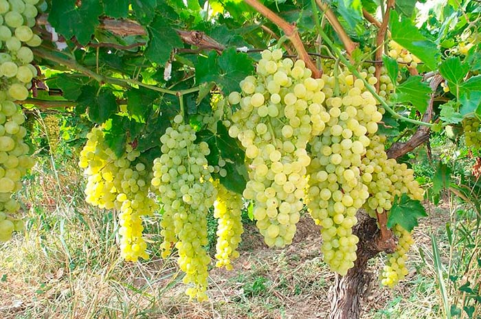 виноград аркадия: описание сорта, фото, отзывы, видео