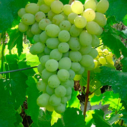 Виноград лора: описание сорта, фото, отзывы, видео