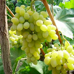 Виноград плевен: описание сорта, фото, отзывы