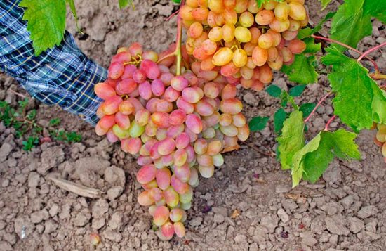 выращивания винограда