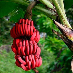 виды бананов