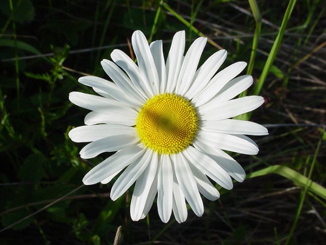 Как выглядит нивяник аляска цветок фото
