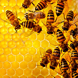 как начать разводить пчел
