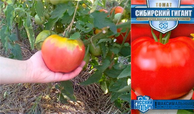 Томат сибирский гигант - характеристика и описание сорта, отзывы, фото
