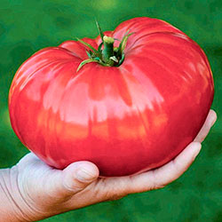 помидор гигант