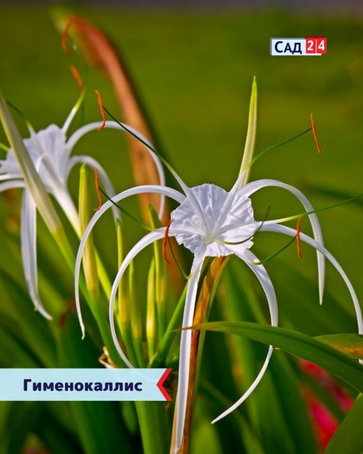 Гименокаллис — экзотическое растение