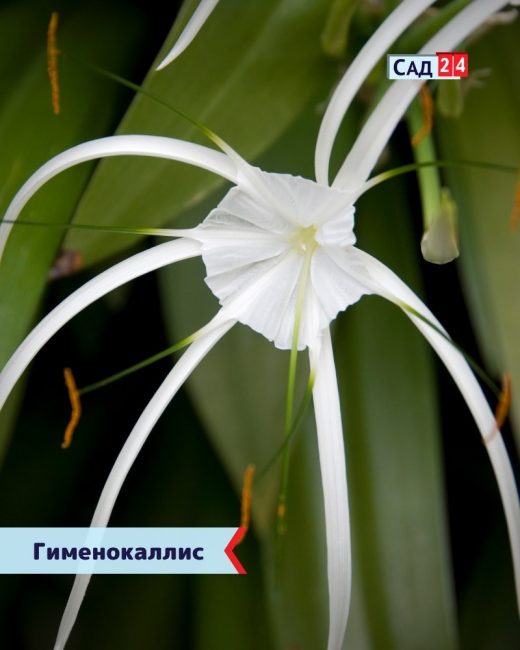 Гименокаллис — экзотическое растение