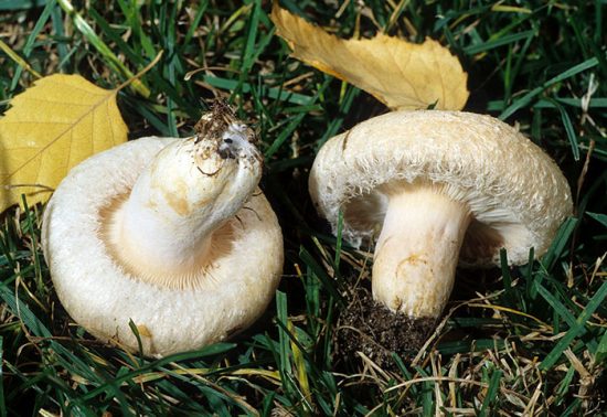 виды грибов