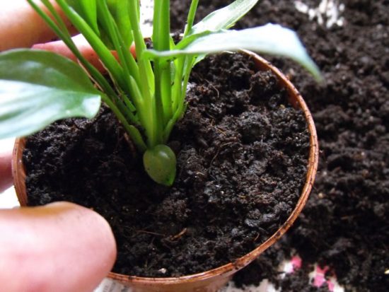 как посадить спатифиллум