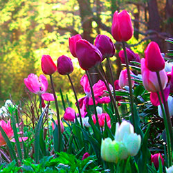 Красиво Посадить Тюльпаны На Участке Схемы Фото