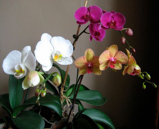 как выращивать орхидеи