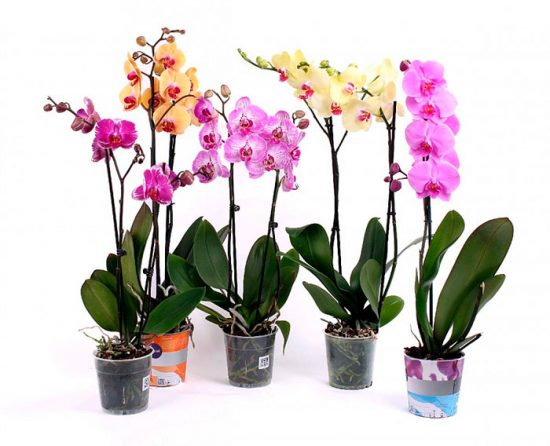 выращивание орхидей