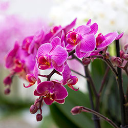 выращивание орхидей