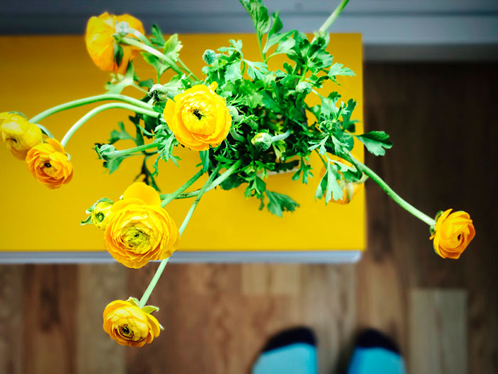 Комнатный Цветок Желтого Цвета Фото
