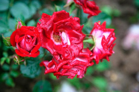 карликовая роза