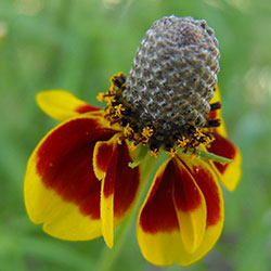 цветок ратибида