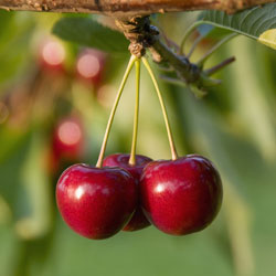 плоды вишни