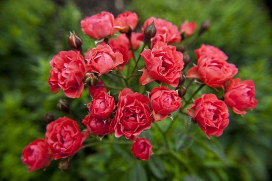 сорта полиантовых роз