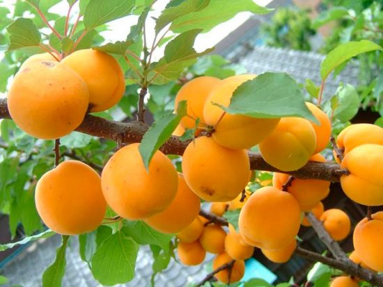 спелые абрикосы