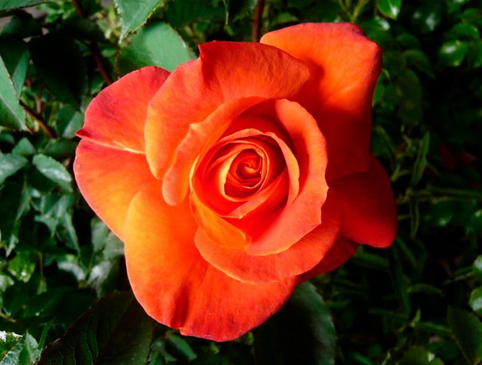 Оранжевая Роза Фото Название