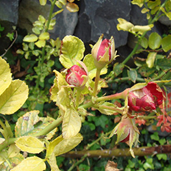 Почему у роз желтеют и опадают листья и как справиться с проблемой