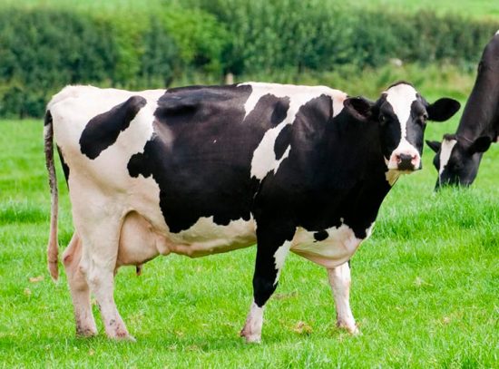 породы коров