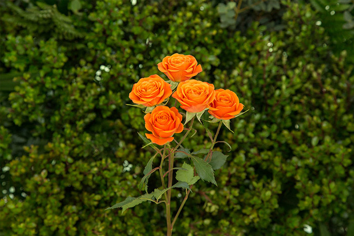 Роза спрей лайт оранж фото