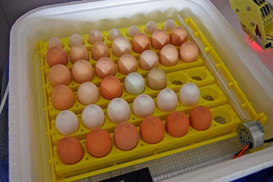 подготовка куриных яиц