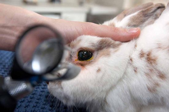 заболевания глаз у животных