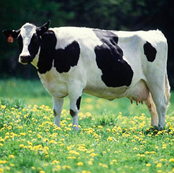 Породы Коров Фото Характеристики Отзывы