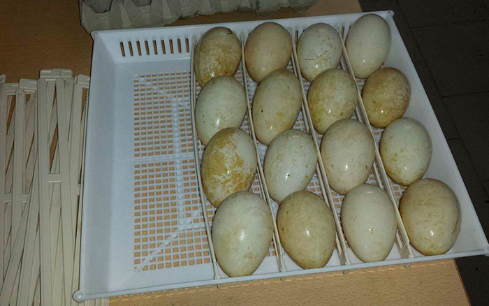 Сколько можно хранить гусиные яйца. Гусиные яйца в инкубаторе. Инкубация гусиных яиц. Гусиное яйцо вареное. Размер гусиного яйца.