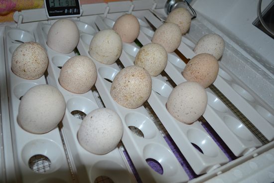 инкубирование яиц