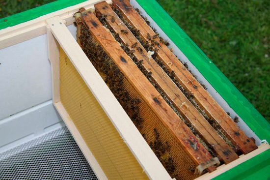 основы пчеловодства