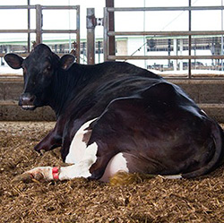 Кетоз у коров - симптомы и лечение КРС народными средствами