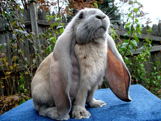 болезни кроликов