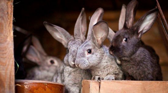 содержание кроликов