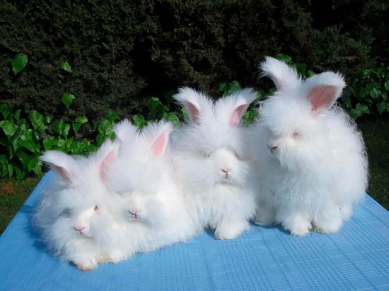 белые кролики