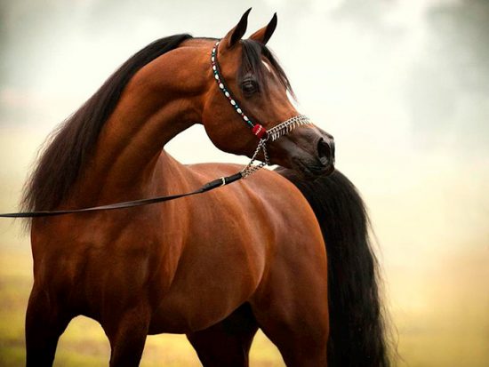 породы лошадей