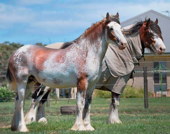 конь необычной окраски